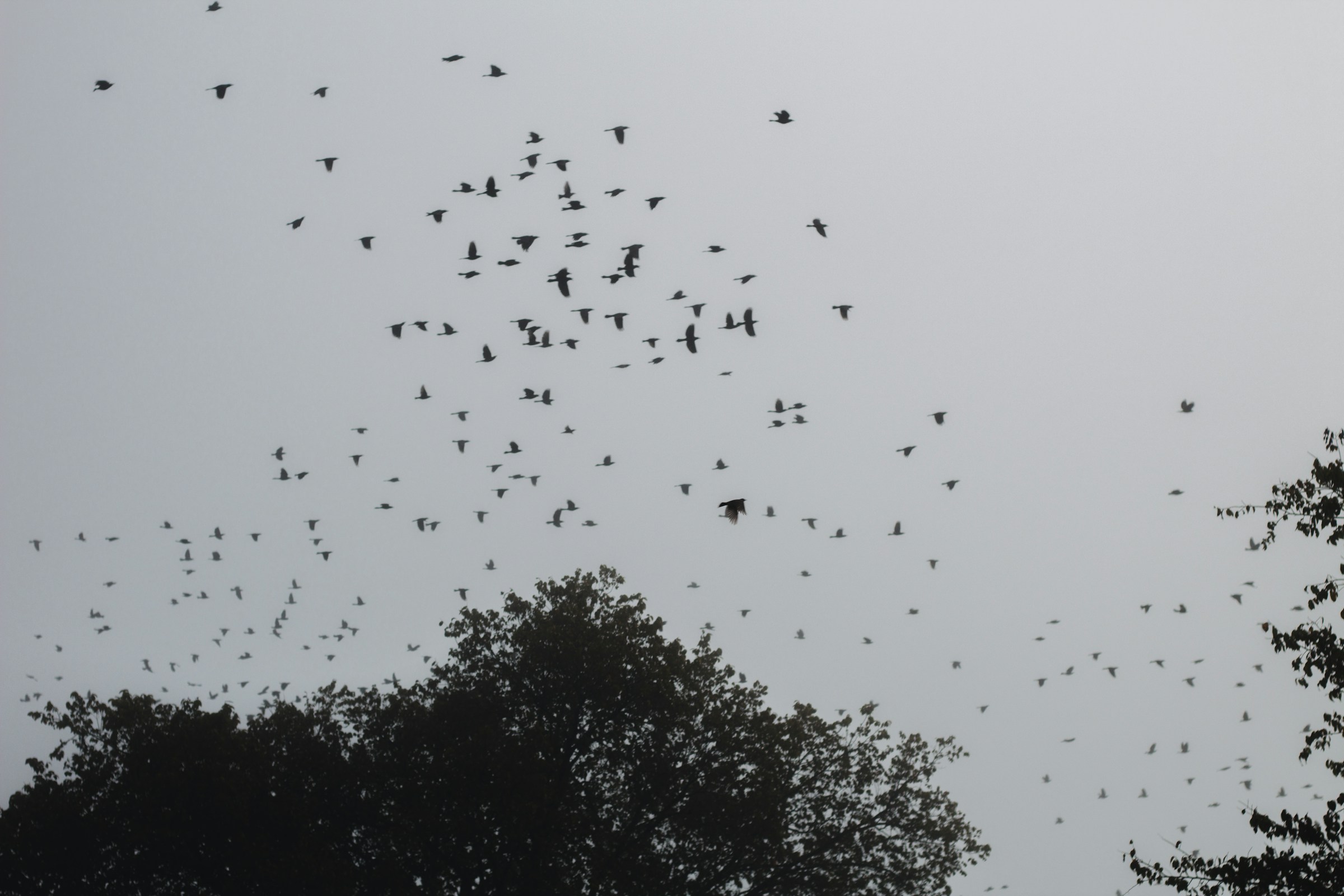 Starling murmuration. a flock of birds flying in the sky