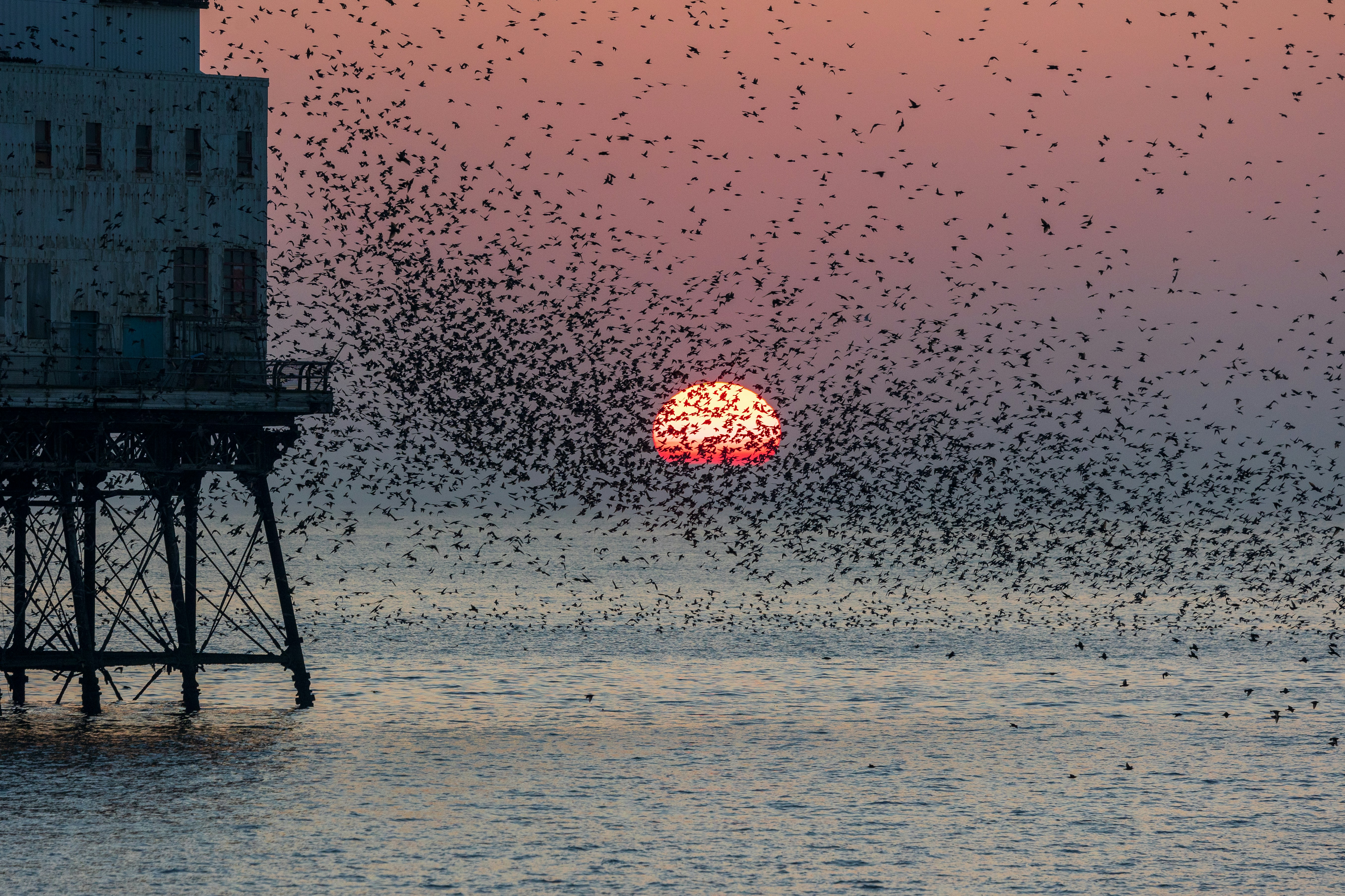 Starling murmuration at sunset over the Irish Sea a large flock of birds flying over a body of water