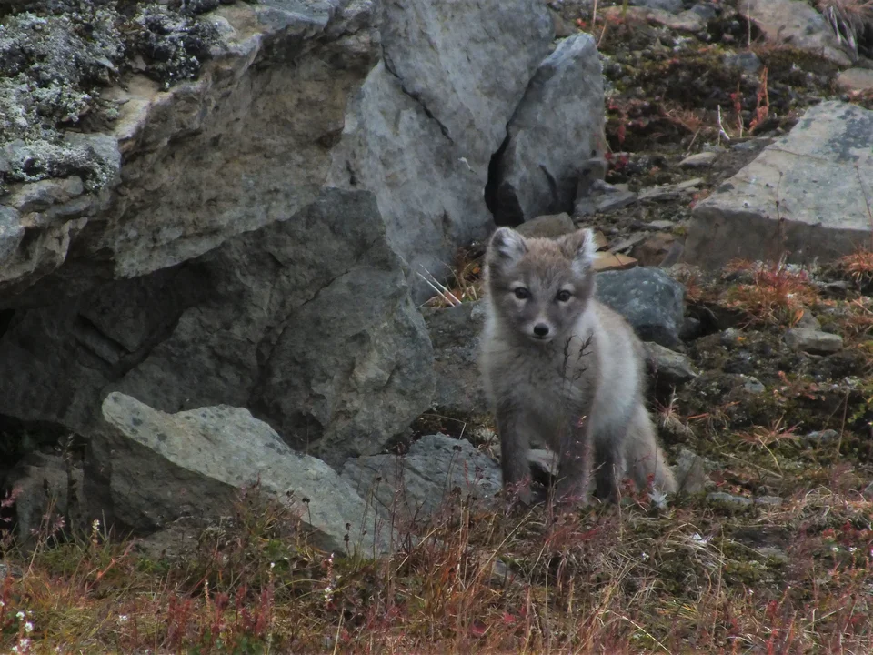Junger Polarfuchs mit grau-braunem Fell zwischen Felsen und Tundrapflanzen in Grønfjorden auf Spitzbergen