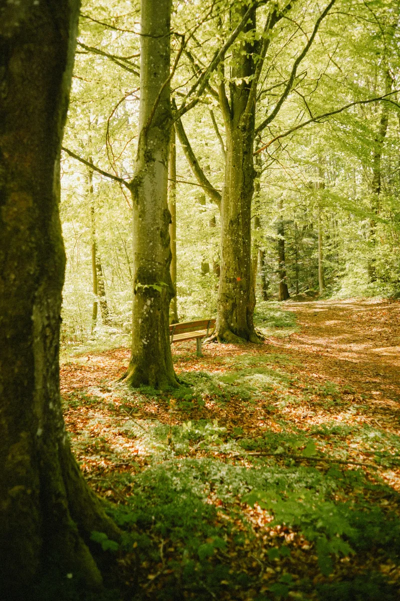 An available bench among Beech trees while dappled sun shines through the trees. A wooden bench between tall trees in a sunlit forest with fallen autumn leaves