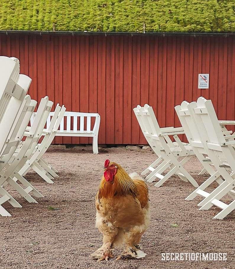 Cafe im Elchpark