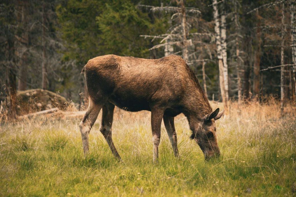 Wildlebender Elch in Schweden