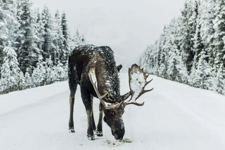 Elch im Schnee