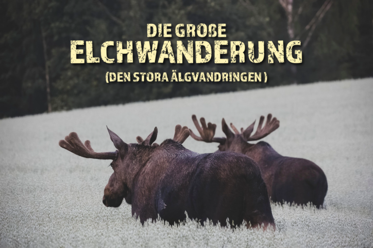 Die große Elchwanderung 2025 – Titelbild