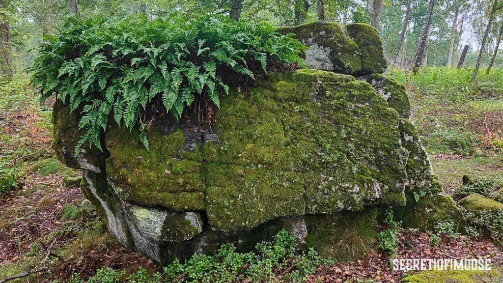 Kultstätte der Bronzezeit: Felszeichnungen von Fußsohlen und Schalensteinen