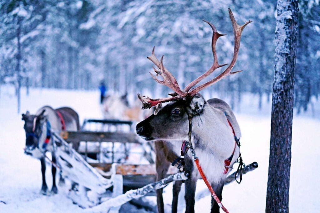 Rentier Schlitten Finnland